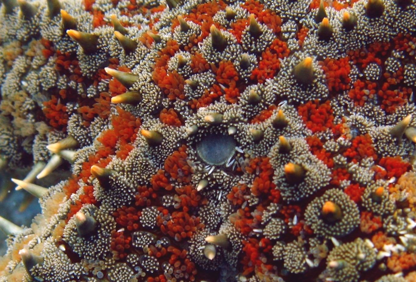 Marthasterias glacialis (Linné, 1758)